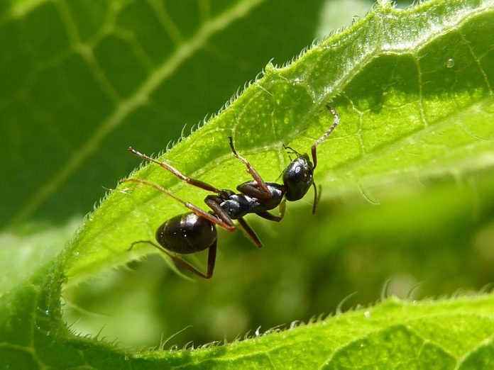 Get Rid of Ants