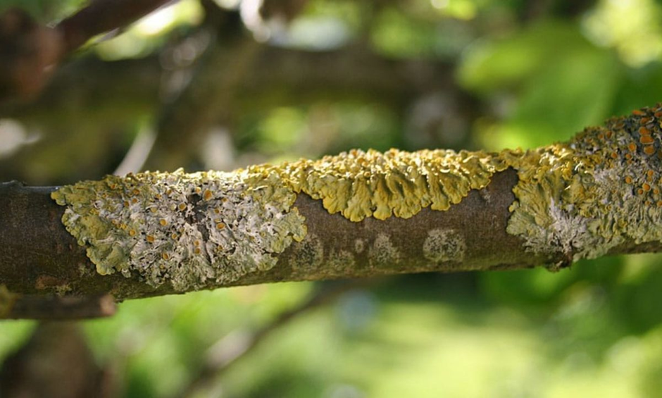 How can Professionals Avoid or Treat Fungus on your Yard's Trees?