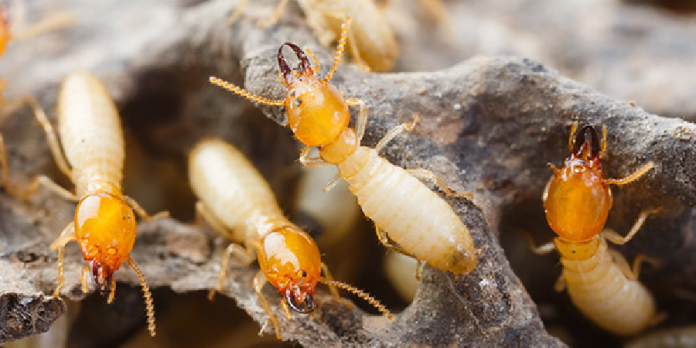 Get Rid Of Termites