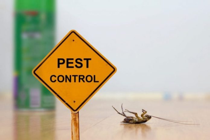 DIY Pest Control