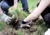 Why You Should Spend Some Time Thinking About Stump Removal Stump Removal