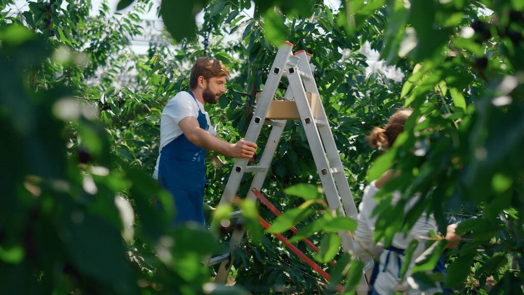 Tree care professionals in Ravenwood HOA