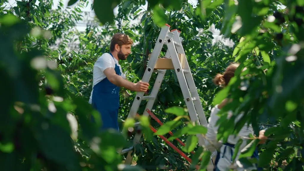 Tree care professionals in Ravenwood HOA