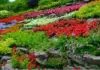 Choosing the Right Plants for Your Landscape Design: A Beginner’s Guide  Choosing the Right Plants for Your Landscape Design: A Beginner’s Guide