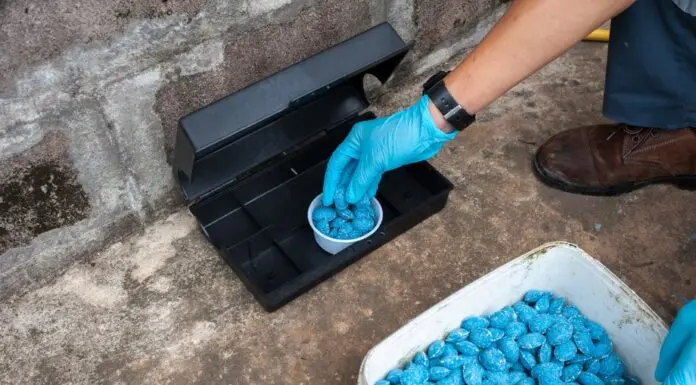 Winter Pest Control: Effective Strategies for Mice Extermination Mice Extermination