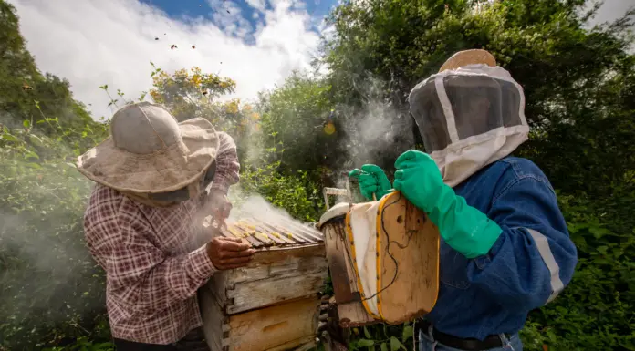 Buzzing Around: How to Spot a Bee Infestation in Your Backyard Bee Infestation