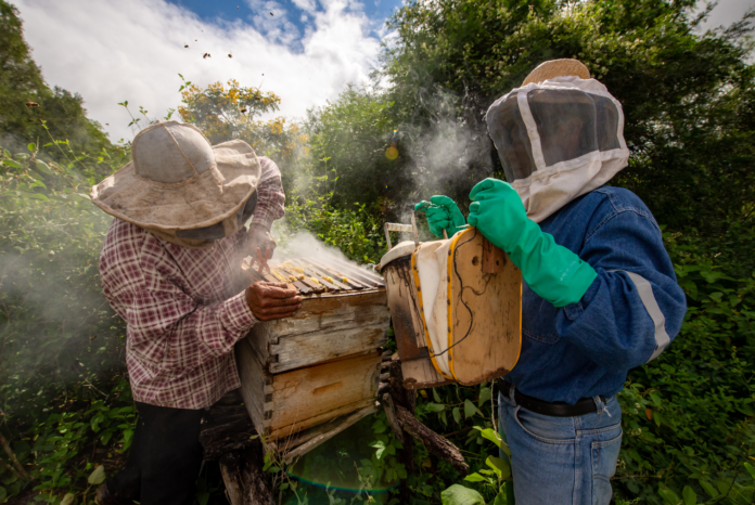 Bee Infestation
