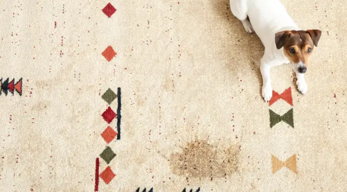 Top Pet Urine Carpet Cleaner Los Angeles CA: Best Solutions Carpet Cleaner