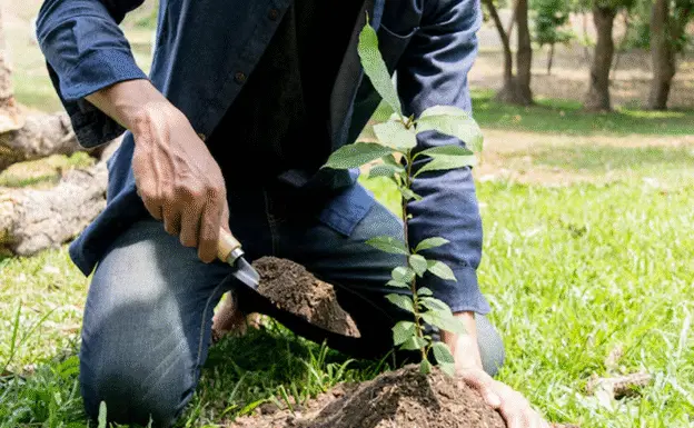 Facts About Winter Tree Planting Tree Planting