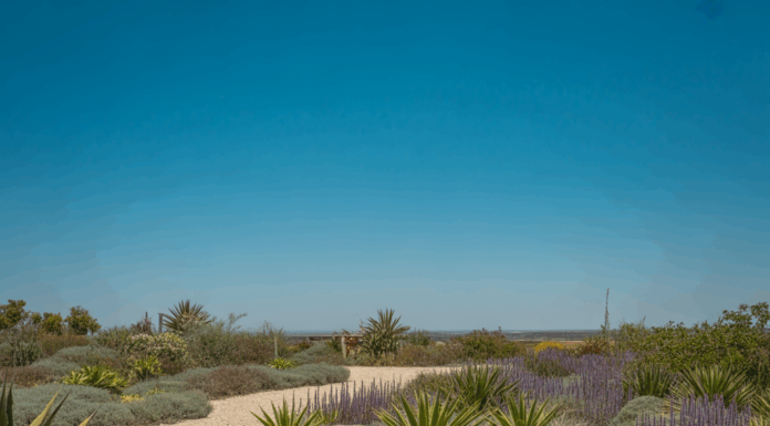 Low Maintenance Texas Landscape Ideas: Easy DIY Tips for a Beautiful Yard