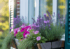 Flower Ideas for Best Window Boxes: Stylish, Low-Maintenance Plantings