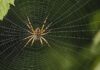 Tips to Keep Spiders Away from Your Garden and Outdoor Spaces Spiders