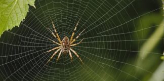Tips to Keep Spiders Away from Your Garden and Outdoor Spaces  Spiders
