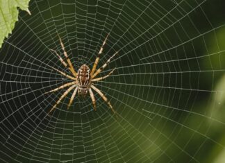 Tips to Keep Spiders Away from Your Garden and Outdoor Spaces  Spiders
