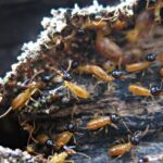 Termite Treatments