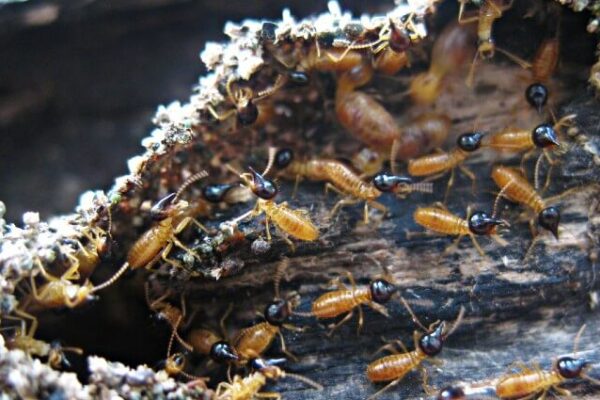 What Makes Spring Termite Treatments Unique