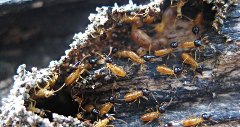 Termite Treatments